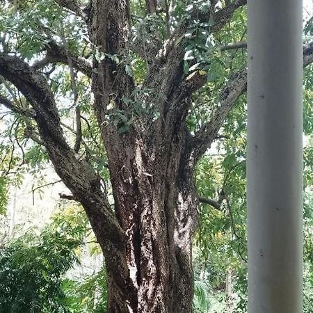 Appartement Kon Tree Shade à Dambulla Extérieur photo