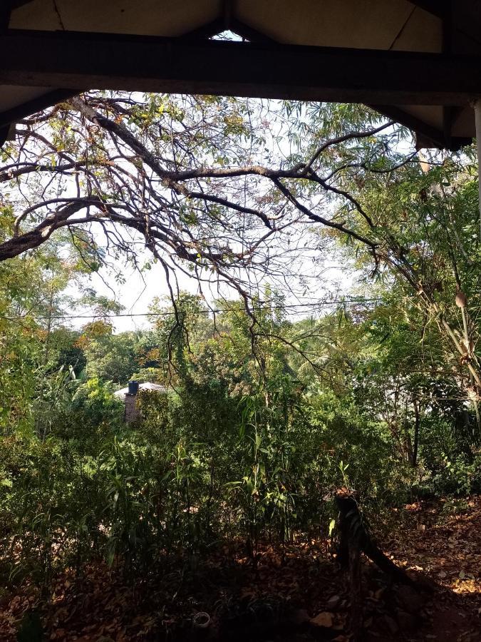 Appartement Kon Tree Shade à Dambulla Extérieur photo