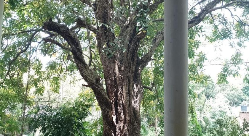 Appartement Kon Tree Shade à Dambulla Extérieur photo